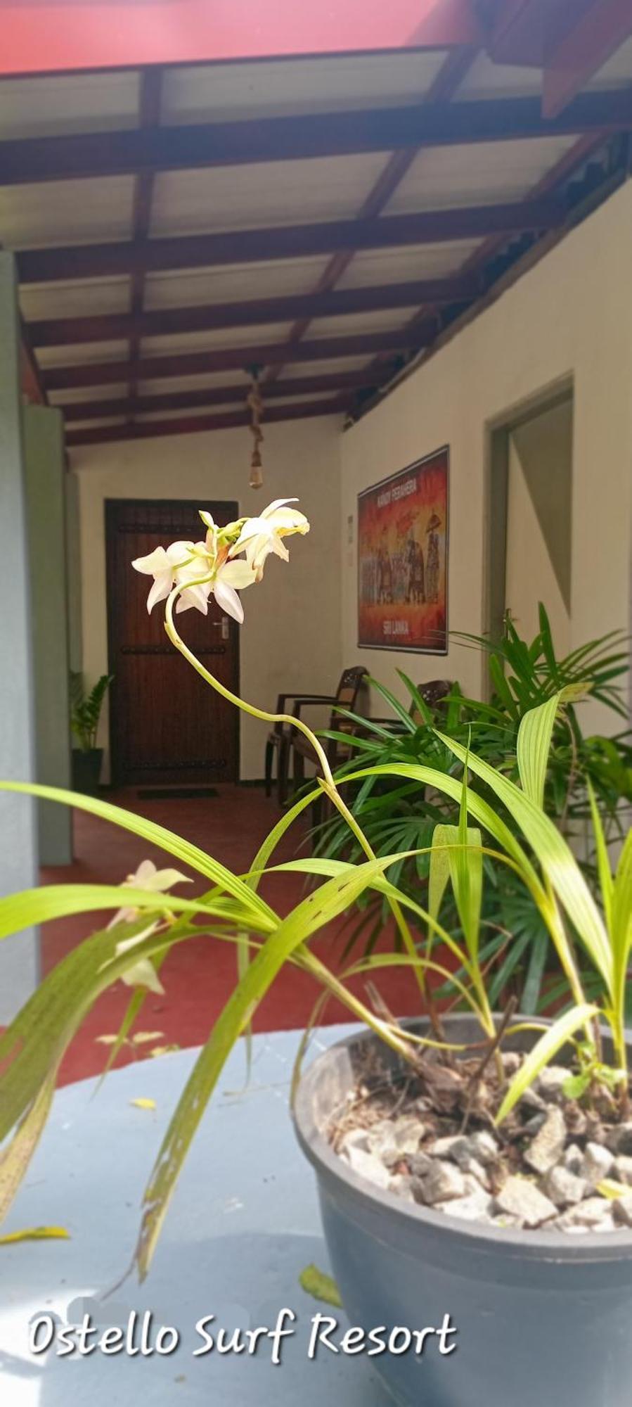 Surf Homestay *